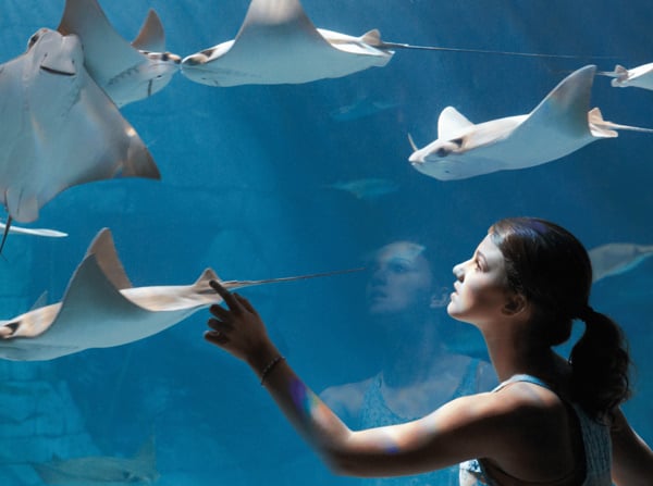 Seaworld Portrait SeaWorld Increases Bookings by 5x with Wunderkind